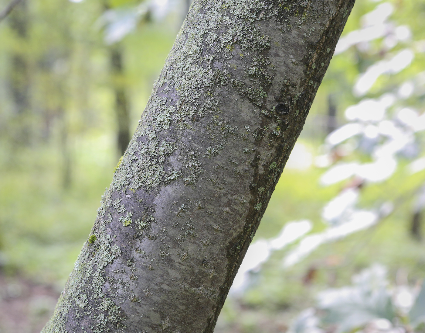 Изображение особи Sorbus mougeotii.