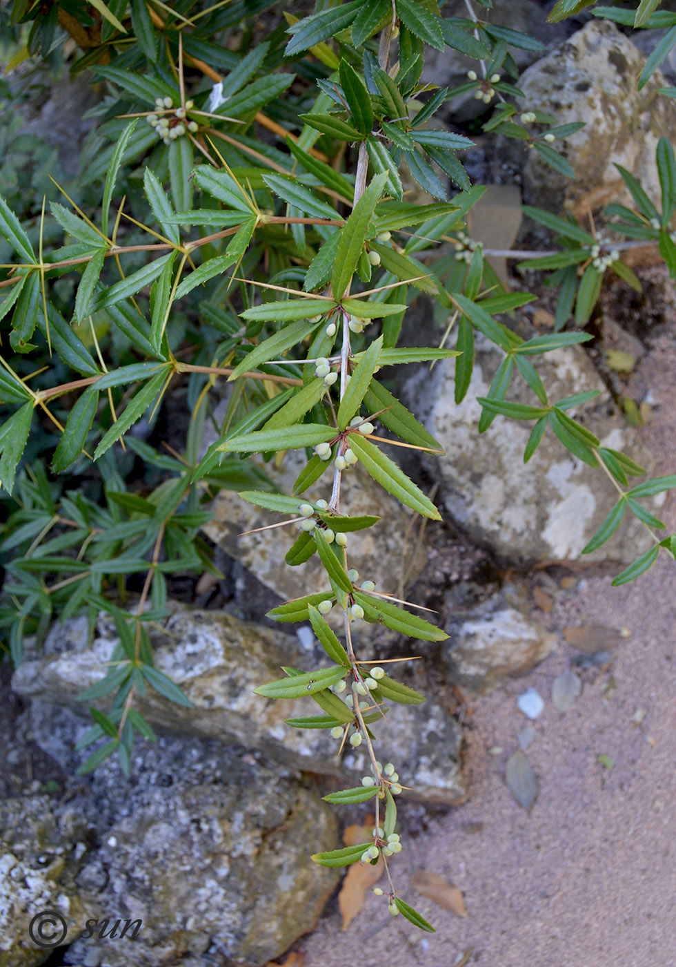 Image of Berberis gagnepainii var. lanceifolium specimen.