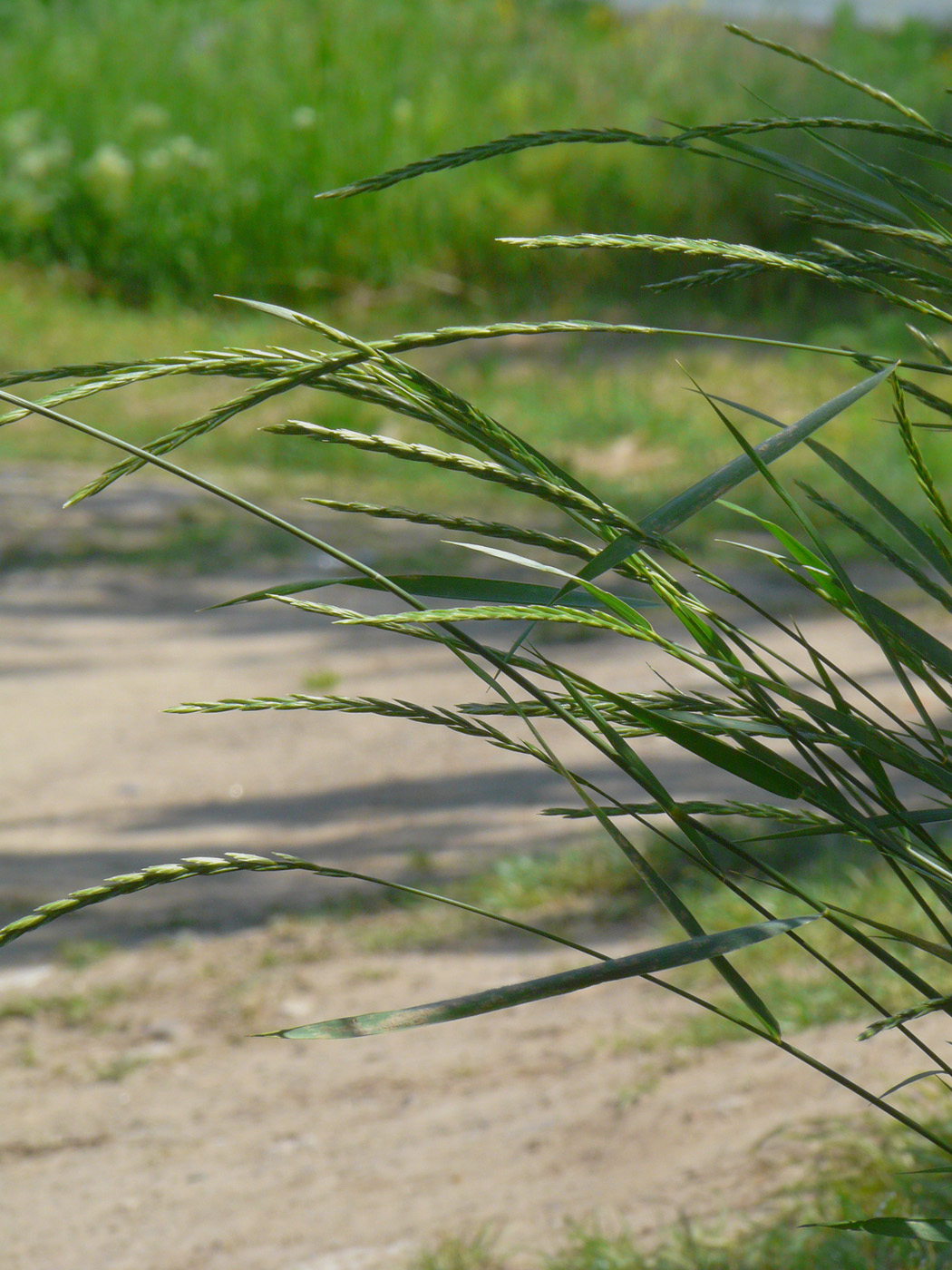 Image of Elytrigia repens specimen.