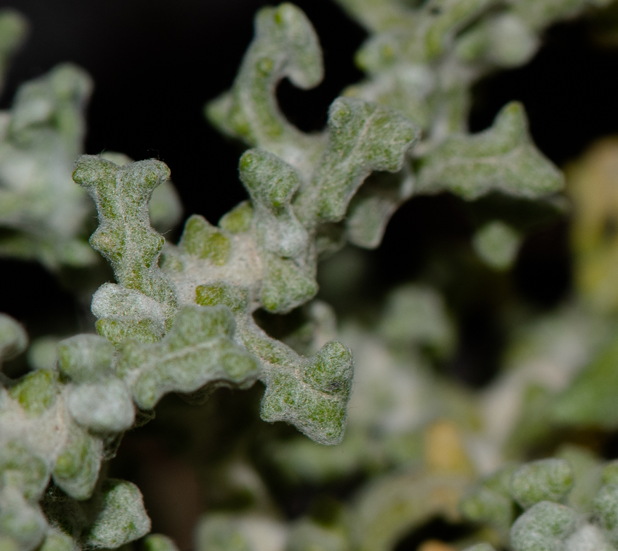 Image of Helichrysum patulum specimen.