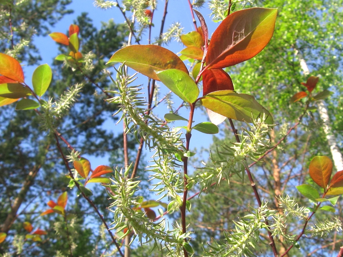 Image of Salix taraikensis specimen.