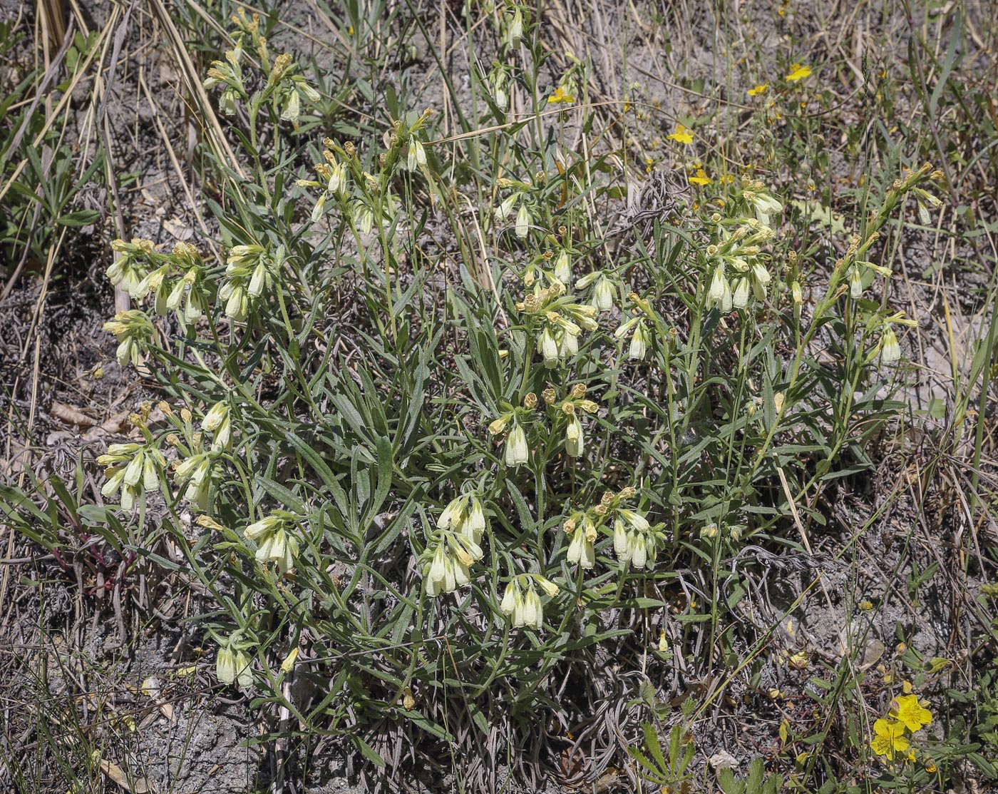 Image of Onosma volgensis specimen.