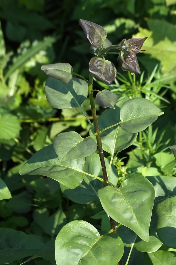 Изображение особи Syringa vulgaris.