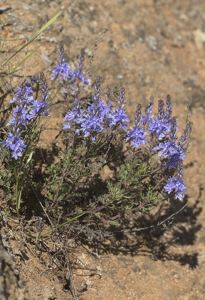 Image of Veronica capsellicarpa specimen.