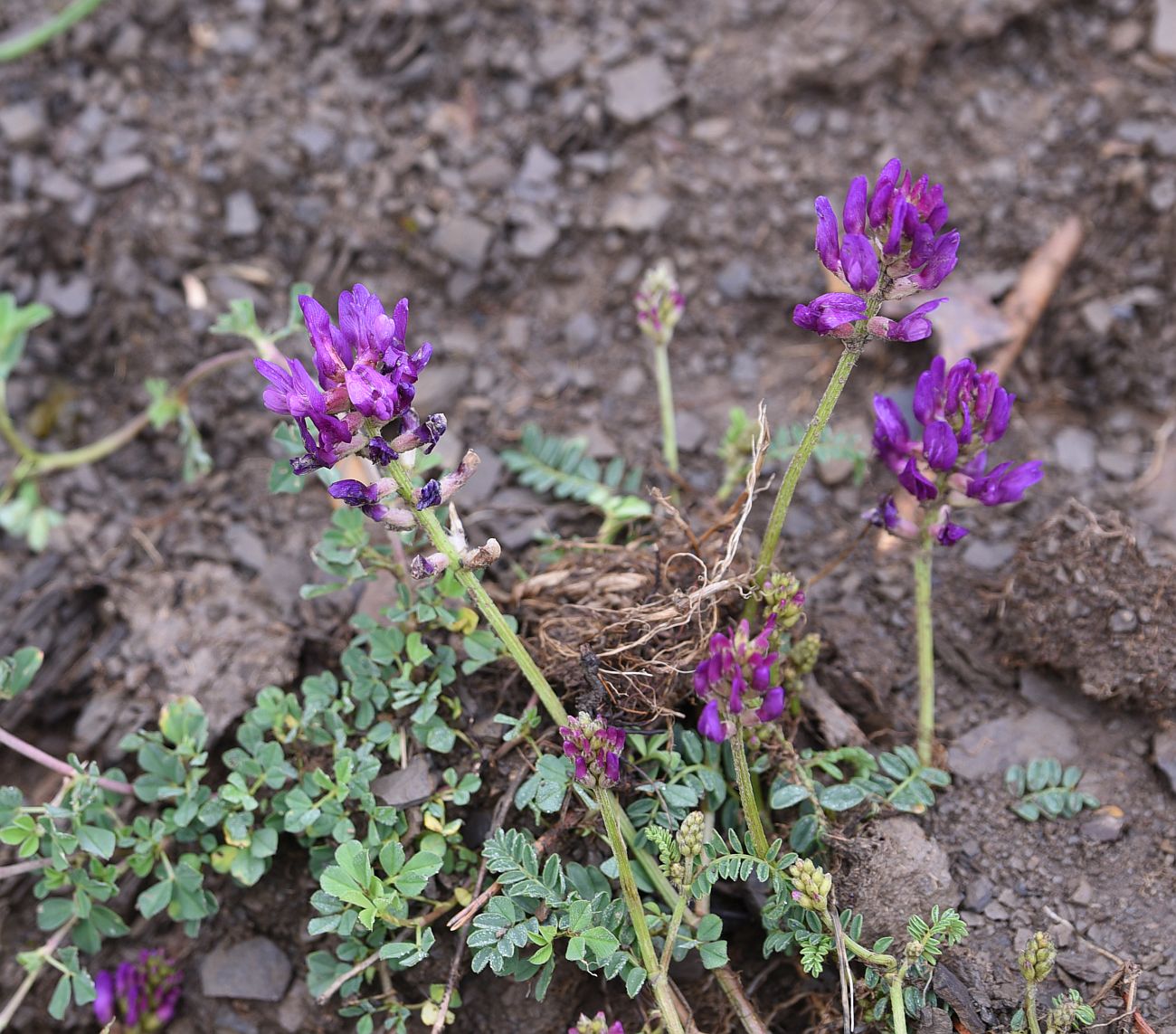 Изображение особи род Astragalus.