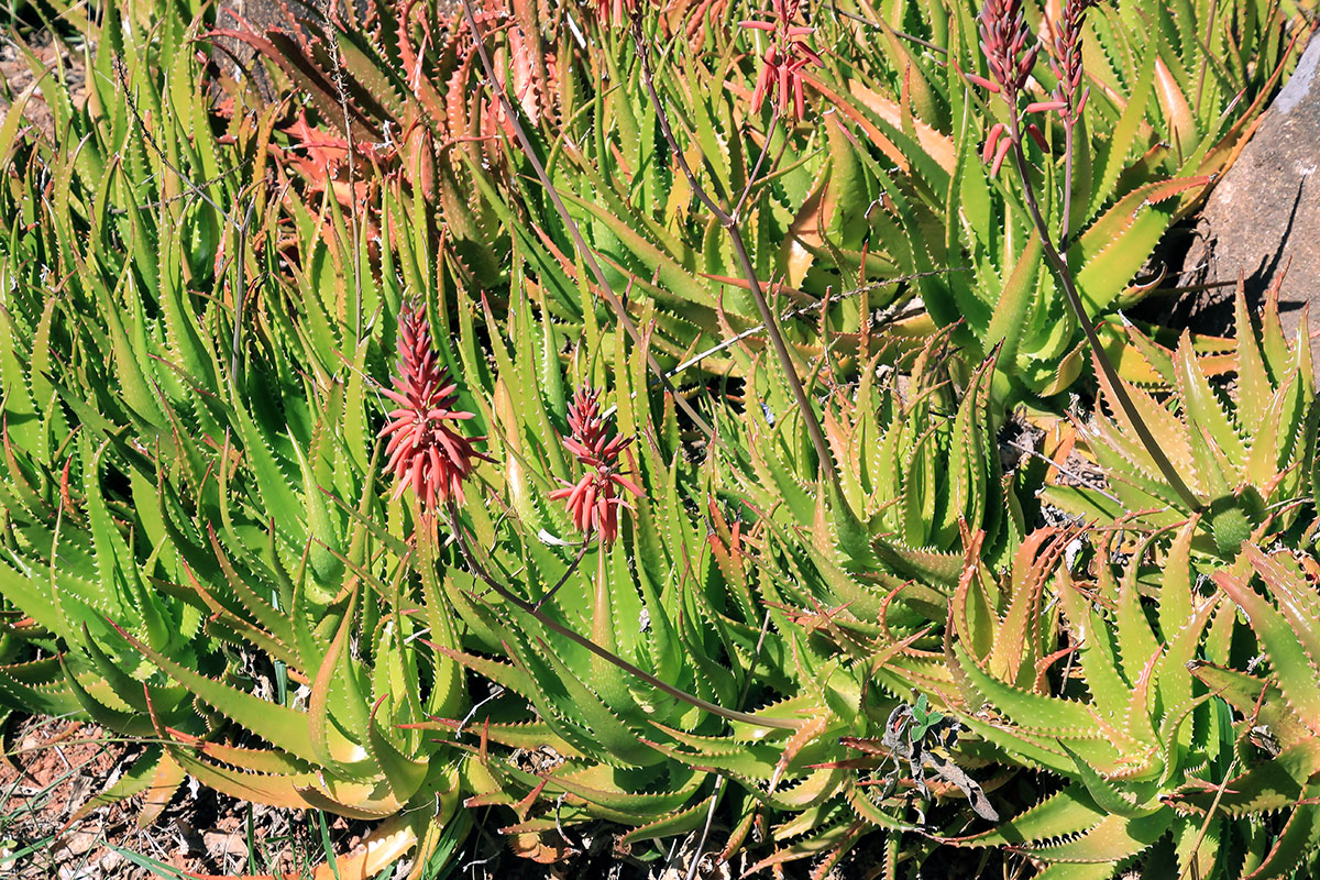 Image of genus Aloe specimen.