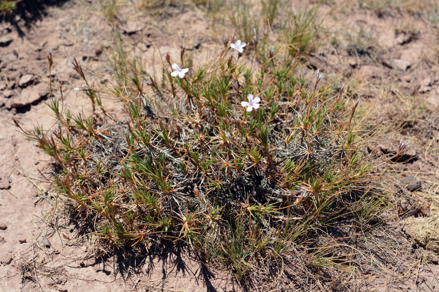 Image of Acantholimon kokandense specimen.