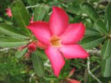 Adenium obesum