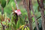 род Rhododendron. Ветвь с цветком. Бутан, дзонгхаг Пунакха, национальный парк \"Royal Botanical\". 03.05.2019.