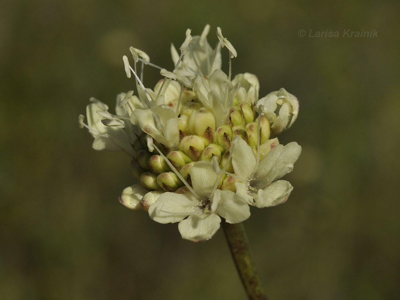 Изображение особи Cephalaria uralensis.