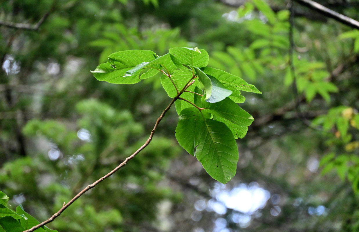 Image of Toxicodendron orientale specimen.