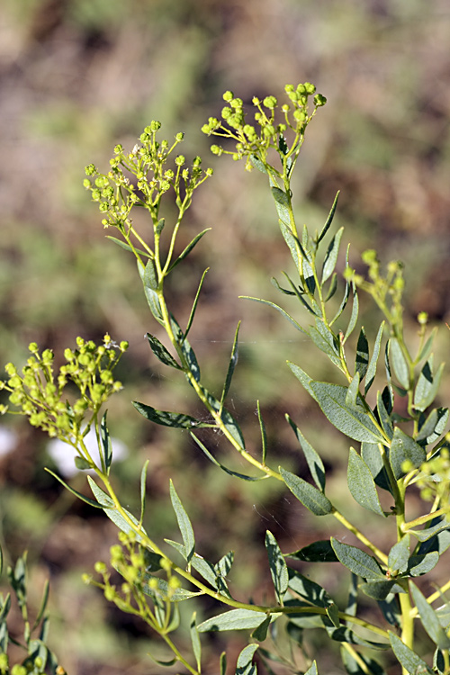 Image of Haplophyllum perforatum specimen.