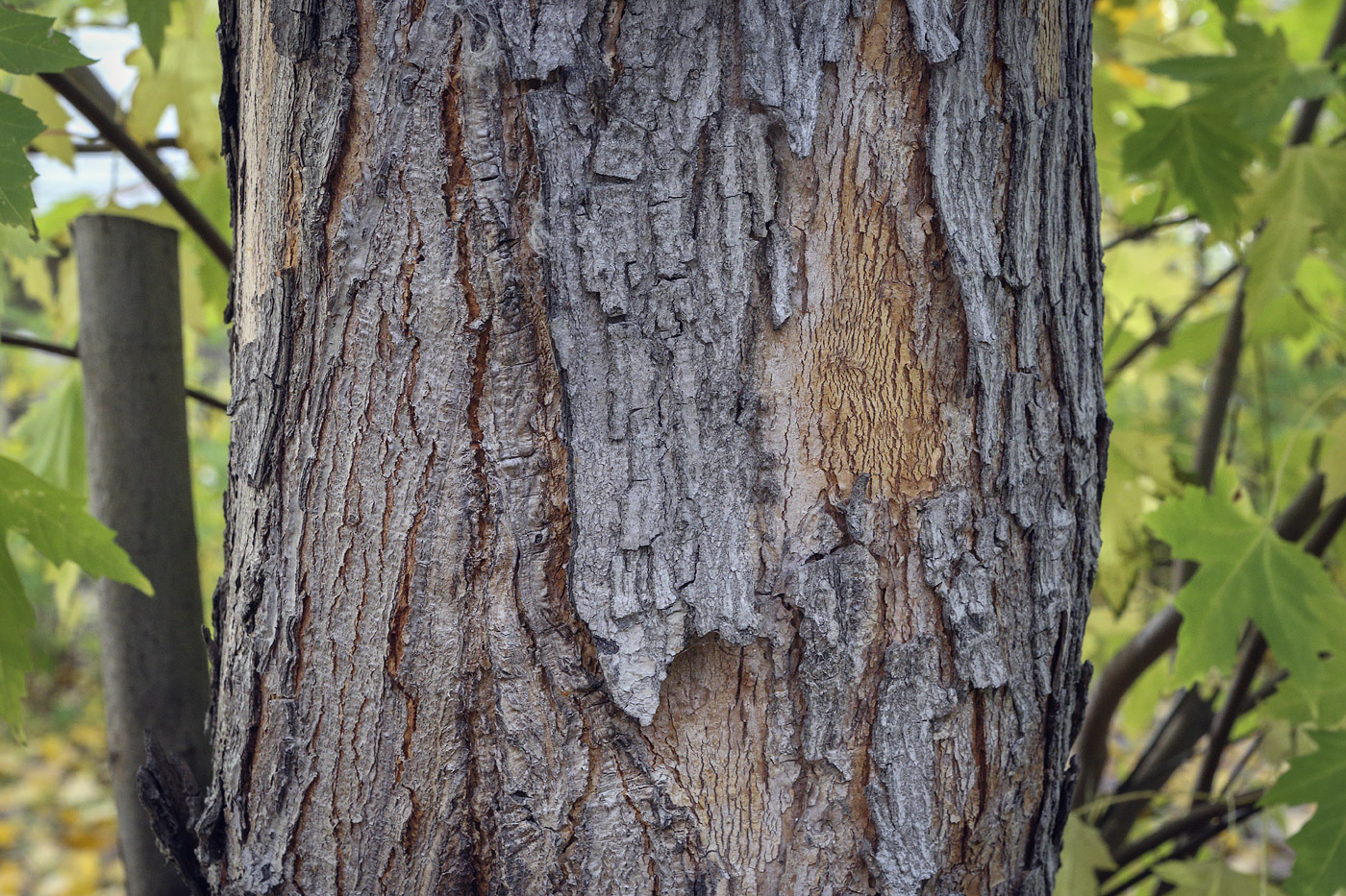 Image of Acer saccharinum specimen.