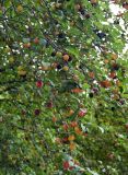 Prunus cerasifera. Часть ветви с плодами. Киргизия, Джалал-Абадская обл., Западный Тянь-Шань, долина р. Афлатун, ≈ 1300 м н.у.м., берег реки. 11.07.2022.