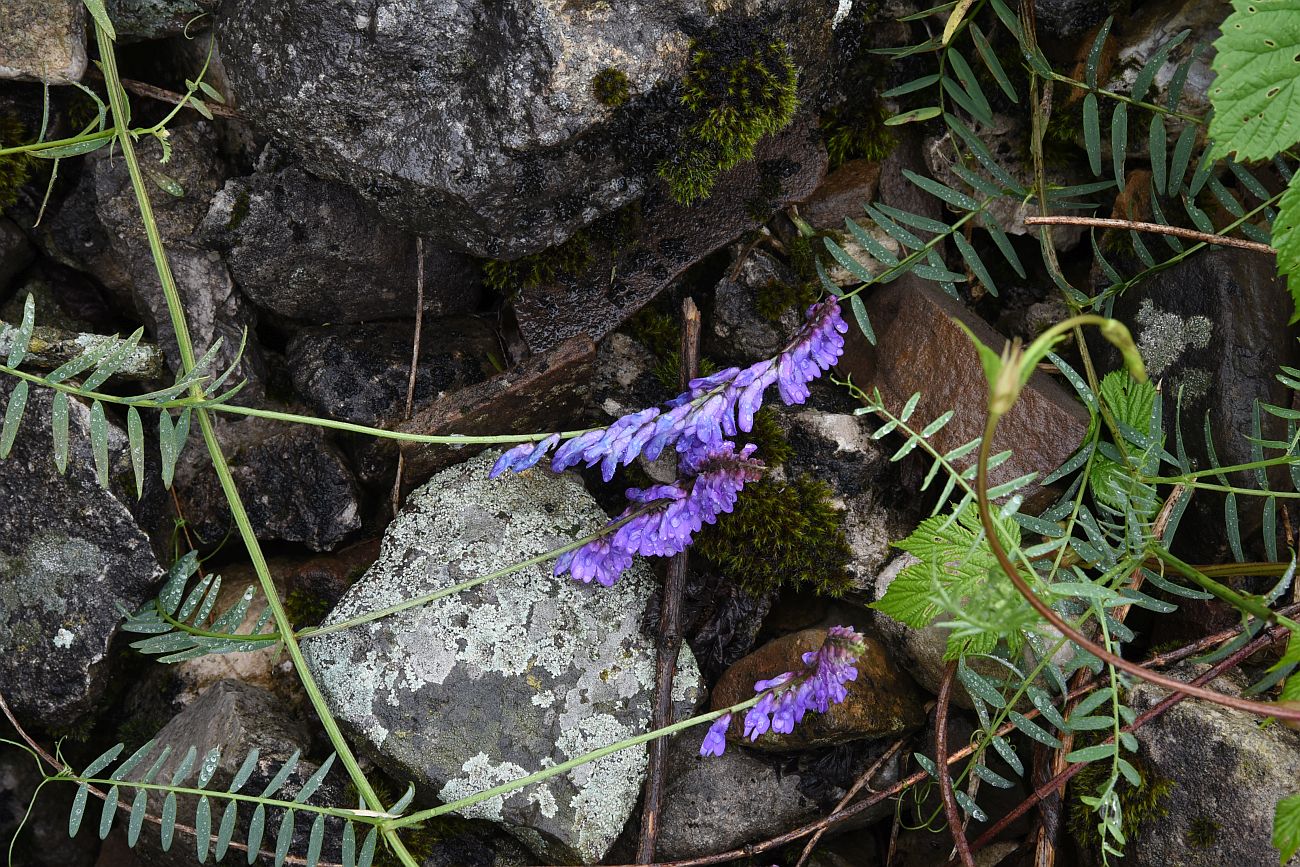 Image of Vicia grossheimii specimen.