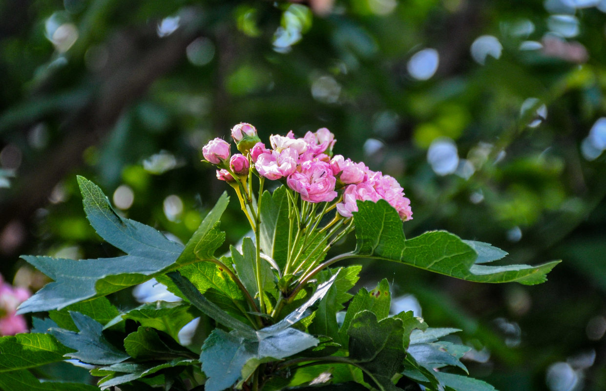 Image of Crataegus &times; media specimen.