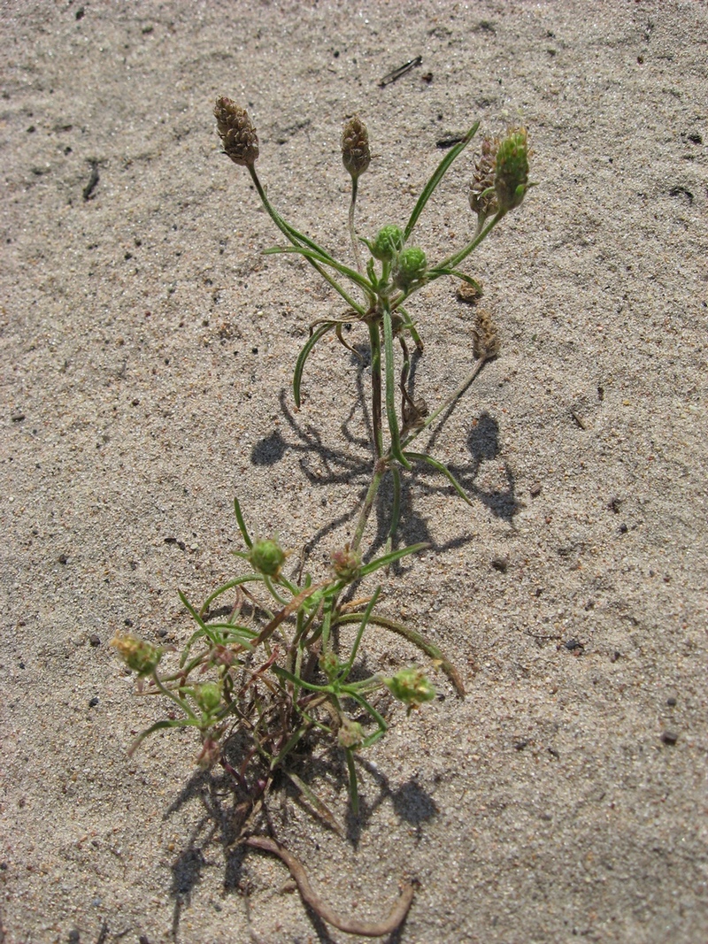 Изображение особи Plantago arenaria.