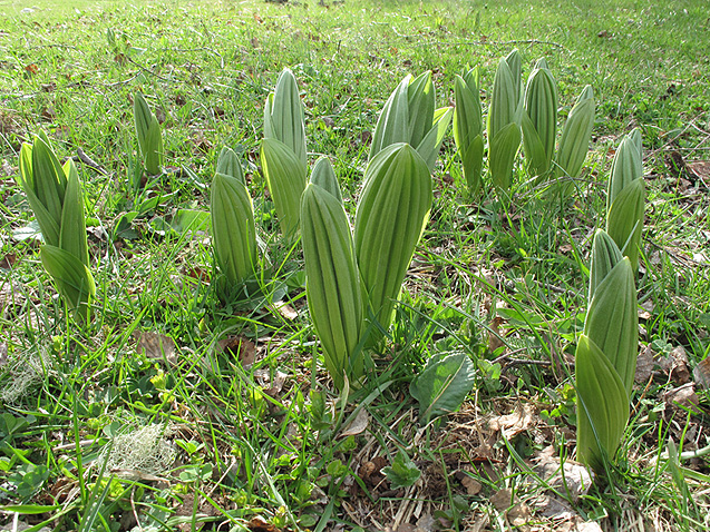 Image of Veratrum lobelianum specimen.