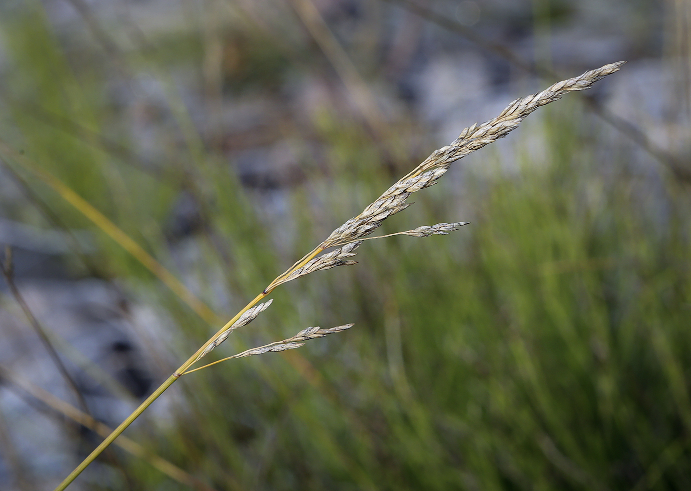 Image of familia Poaceae specimen.