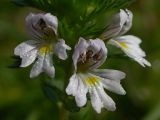 Euphrasia rostkoviana. Цветы - крупным планом (на самом деле довольно мелкие - 8-12 мм). Украинские Карпаты, долина р. Пиня и склоны гор возле с. Солочин. Сентябрь 2006 г.