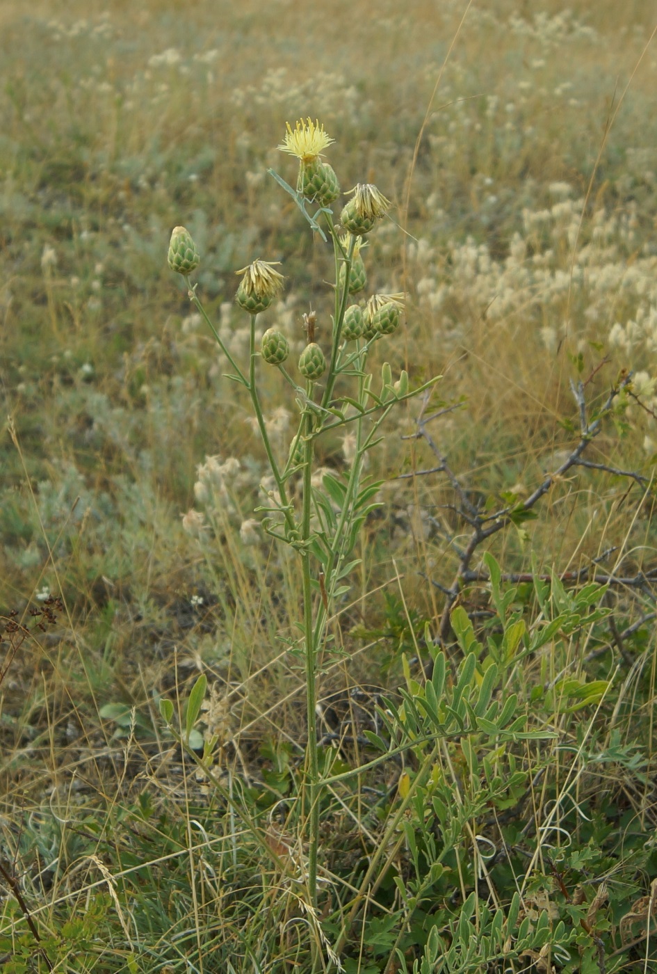 Изображение особи Centaurea salonitana.