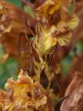 Orobanche alba subspecies xanthostigma. Верхушка развивающегося соцветия. Республика Ингушетия, Джейрахский р-н, окр. альплагеря \"Кязи\", выс. 1980 м н.у.м, долина ручья, луг. 23 июля 2022 г.