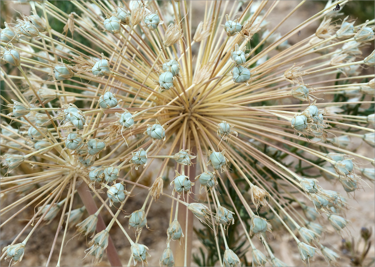 Image of Allium caspium specimen.