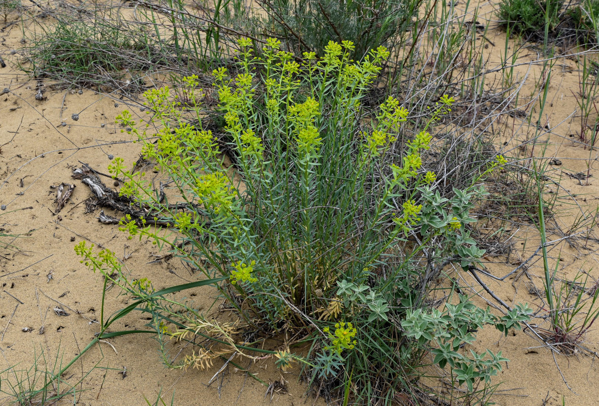 Image of Euphorbia seguieriana specimen.