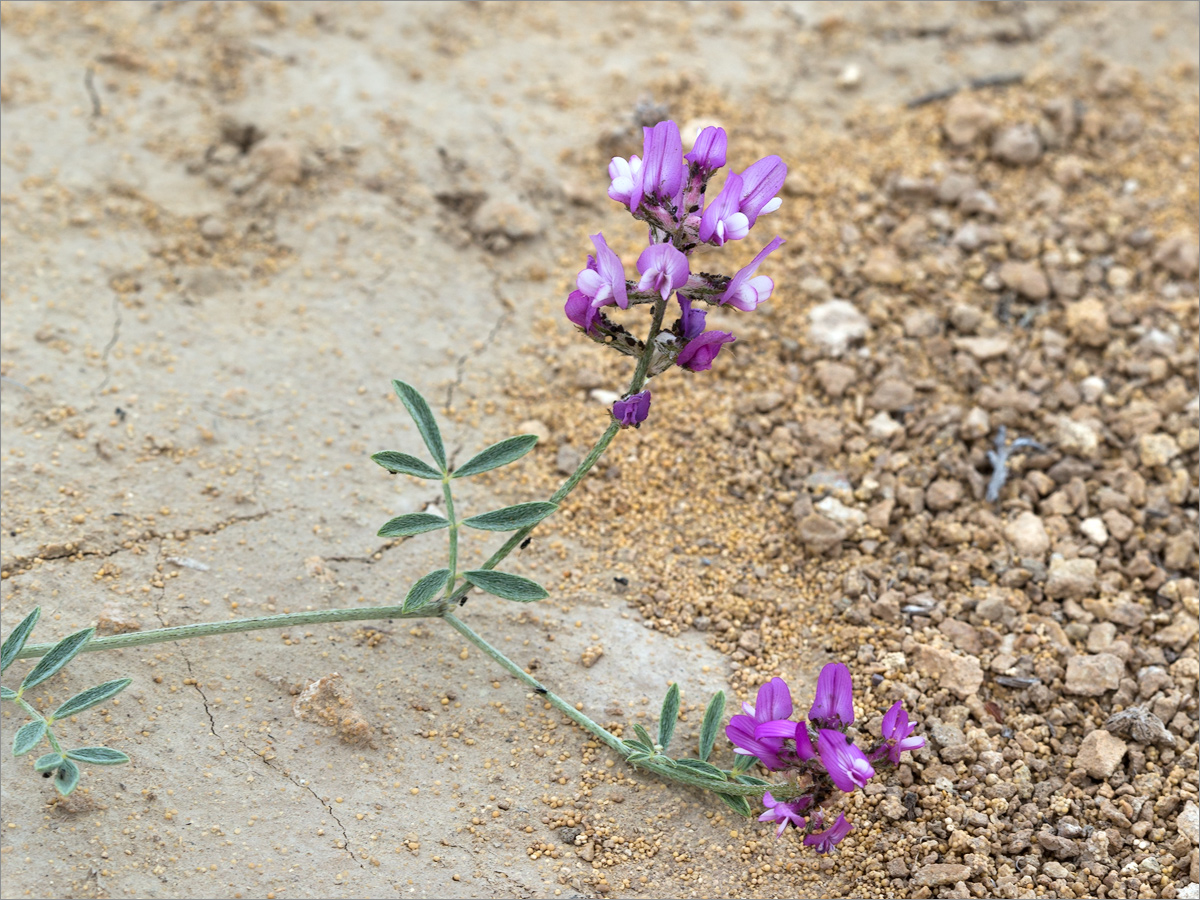 Изображение особи род Astragalus.