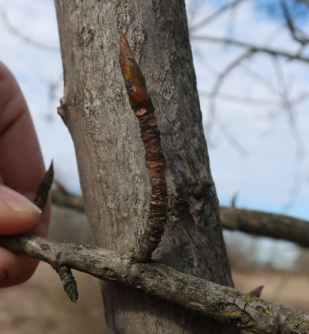 Image of genus Populus specimen.