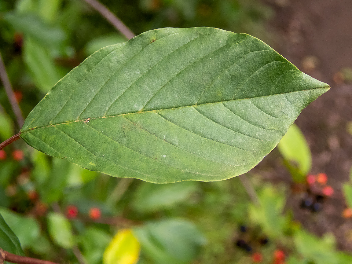 Изображение особи Frangula alnus.