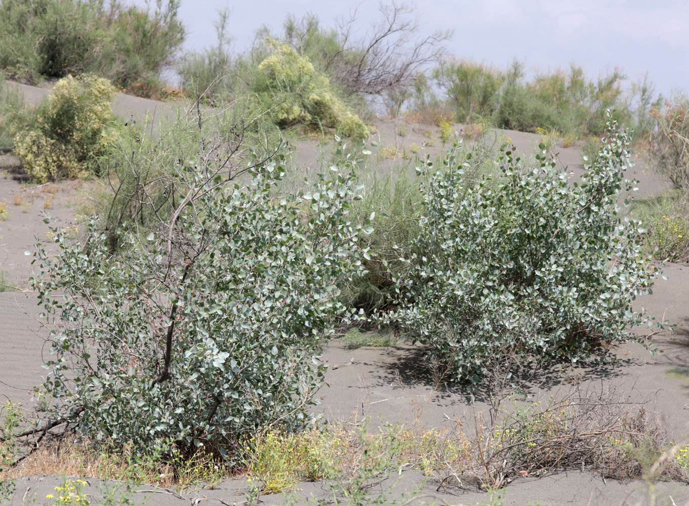 Image of Populus pruinosa specimen.