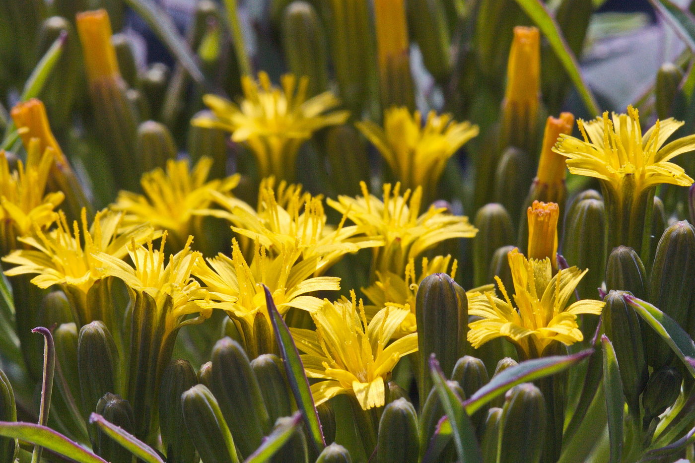 Изображение особи Crepis jacutica.