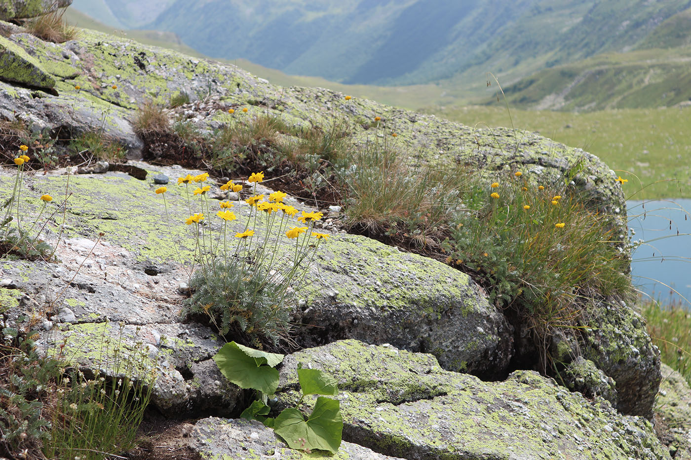 Изображение особи Anthemis sosnovskyana.