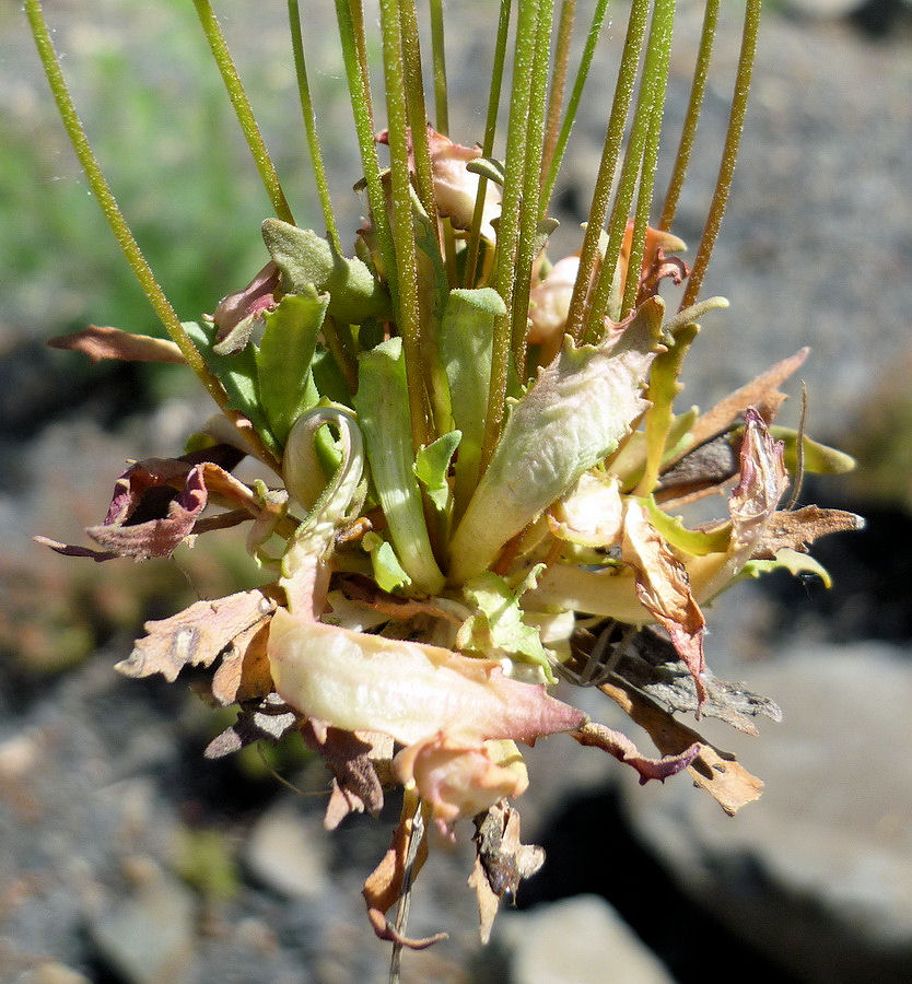 Image of Androsace lactiflora specimen.