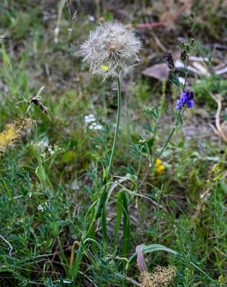 Image of genus Tragopogon specimen.