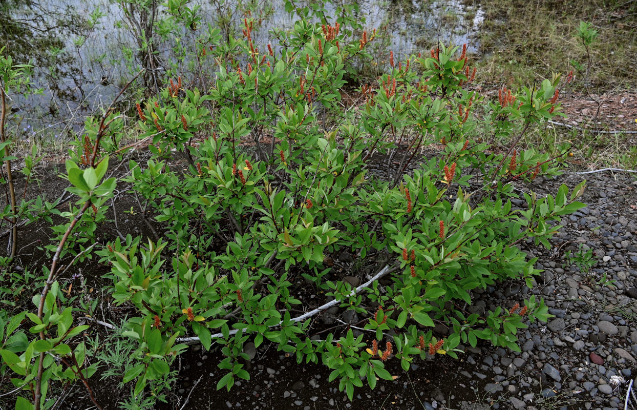 Image of genus Salix specimen.