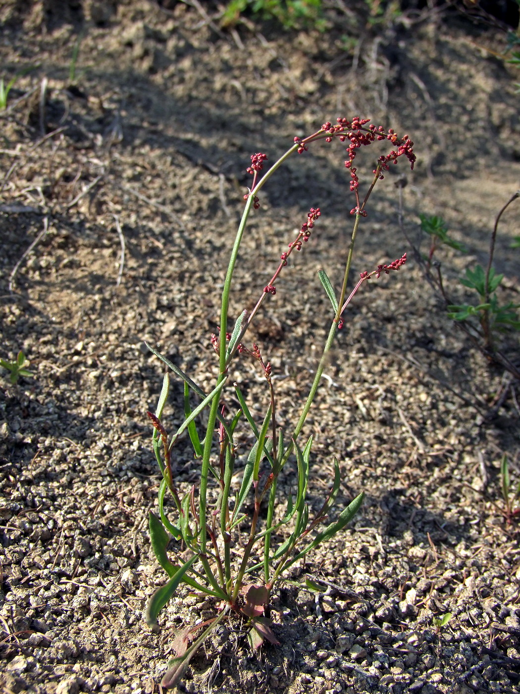 Изображение особи Rumex acetosella.