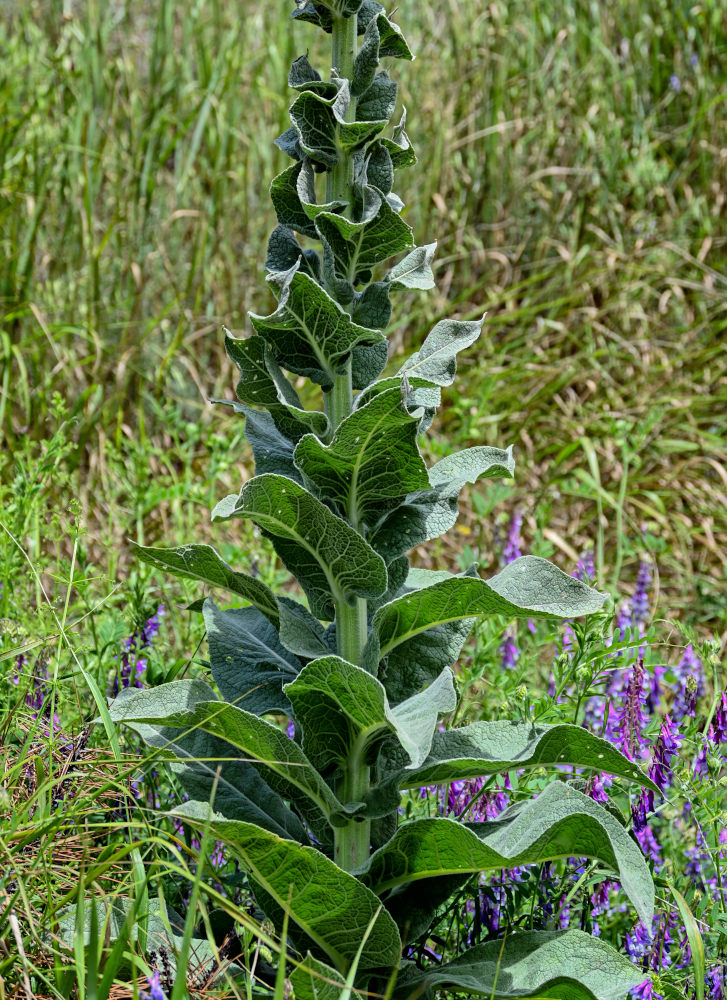 Image of Verbascum speciosum specimen.