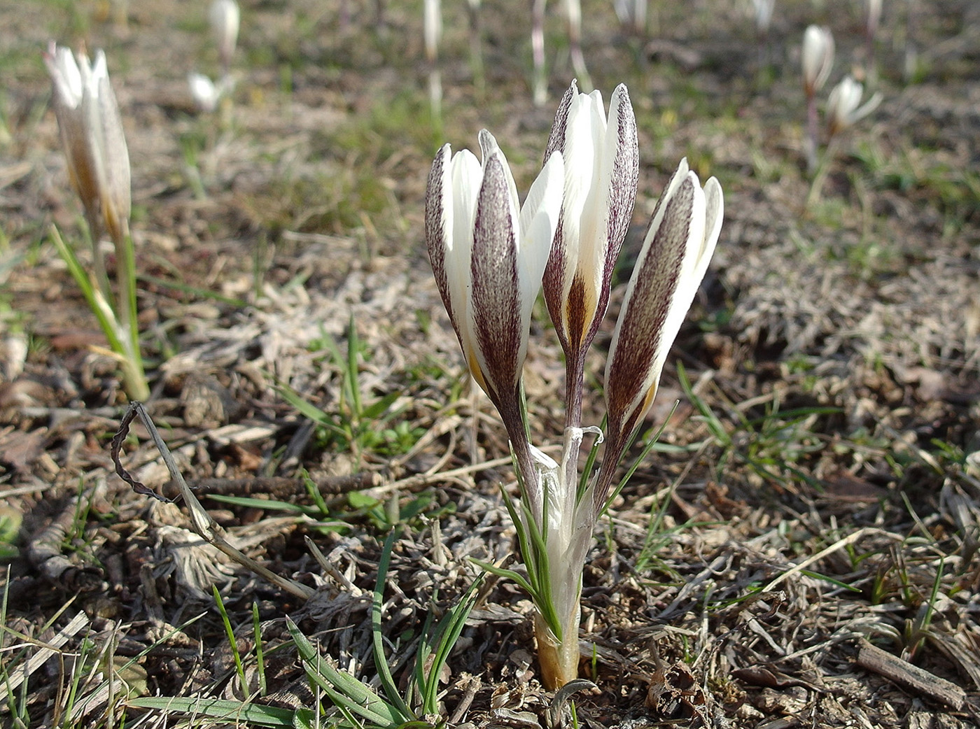 Image of Crocus alatavicus specimen.