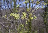 Quercus pubescens. Часть ветви цветущего растения. Испания, автономное сообщество Каталония, провинция Жирона, комарка Ла-Гарроча, муниципалитет Ла-Валь-де-Бианья, подр-н (субкомарка) Л’Альта-Гарроча, 870 м н.у.м., перевал Capsacosta, смешанный лес. 12.04.2024.