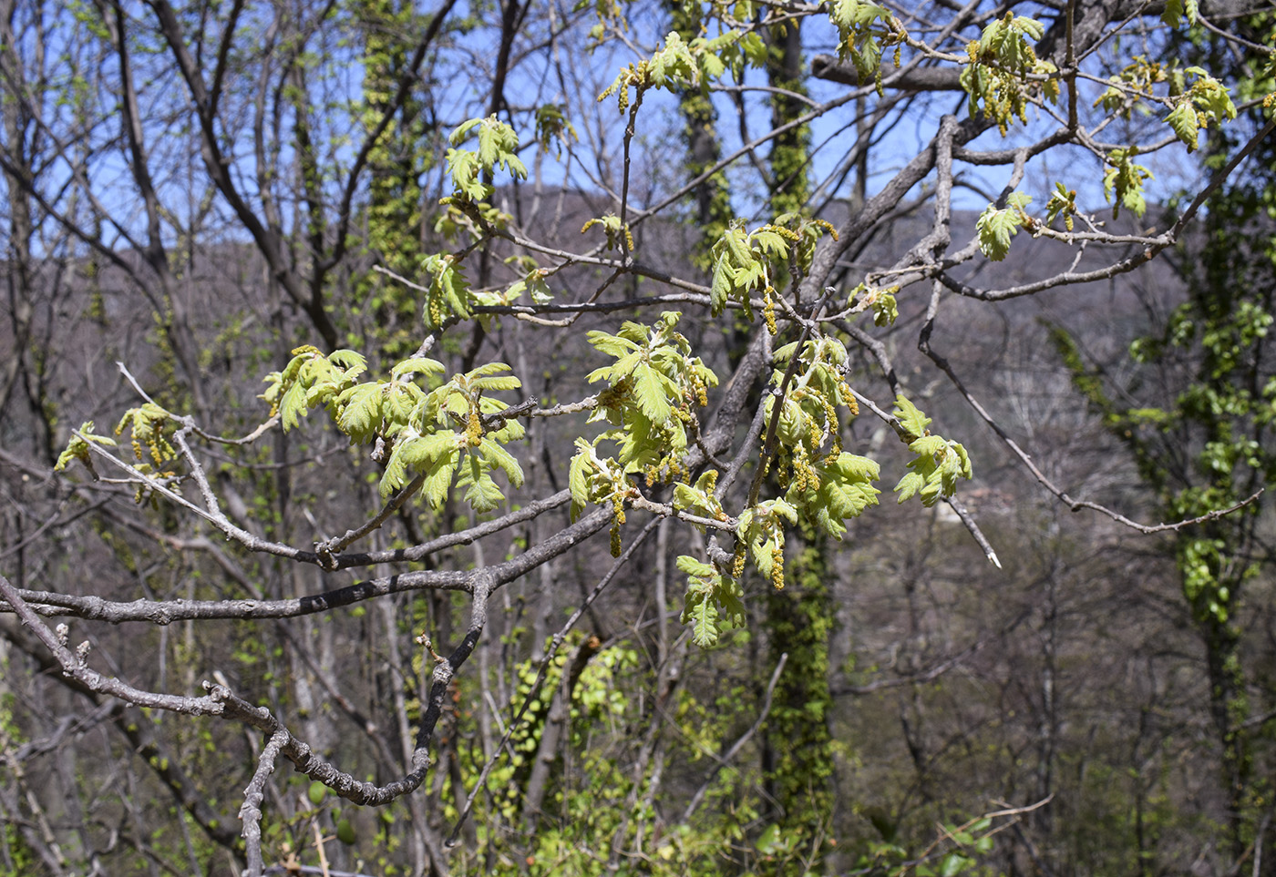 Изображение особи Quercus pubescens.