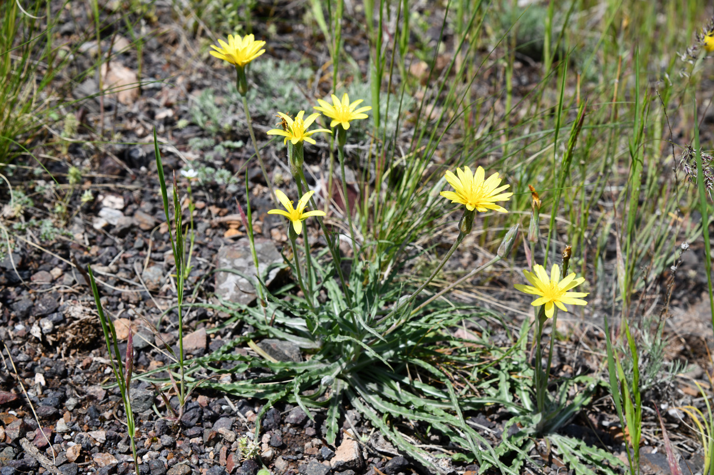 Image of genus Scorzonera specimen.