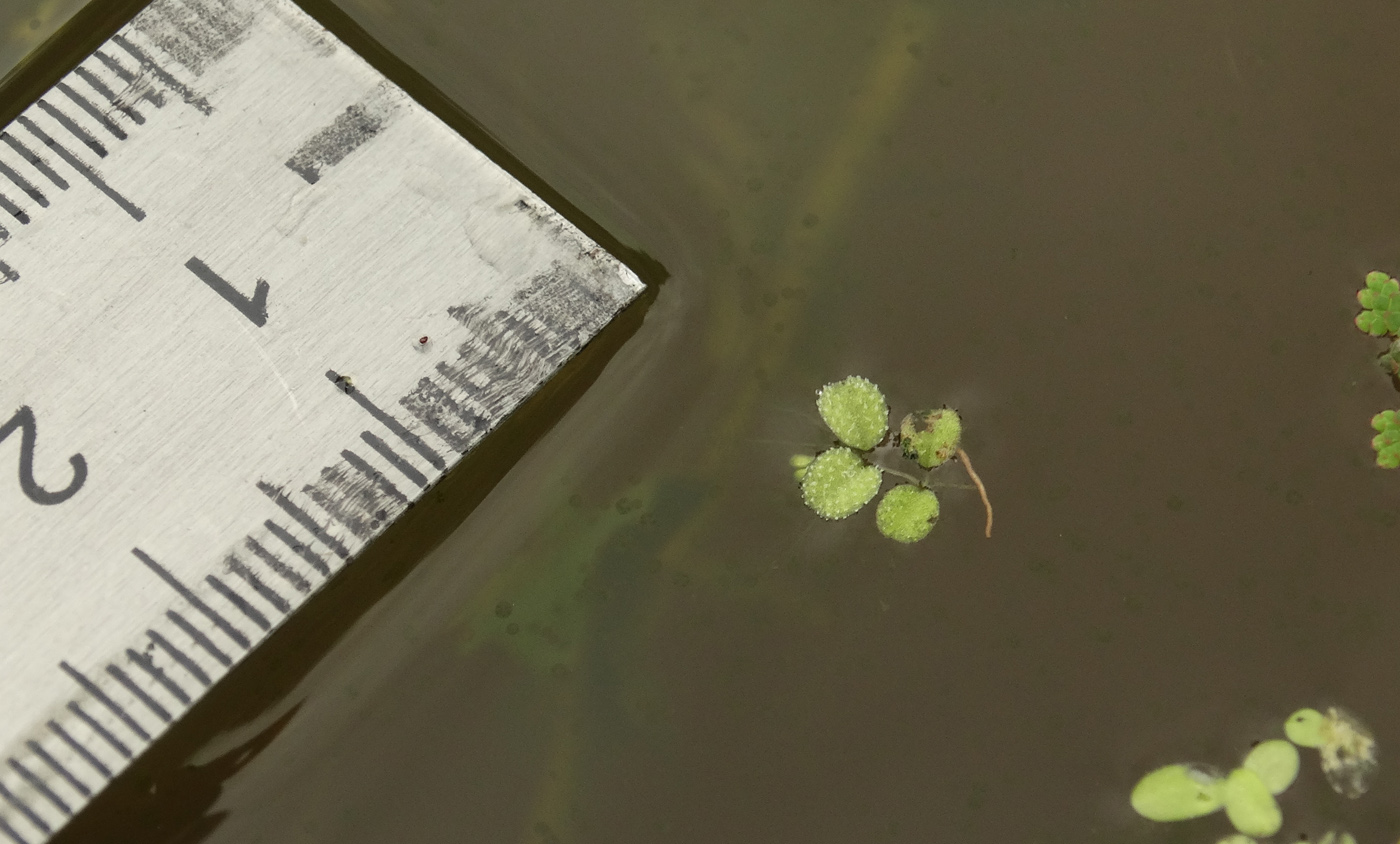 Image of Salvinia natans specimen.