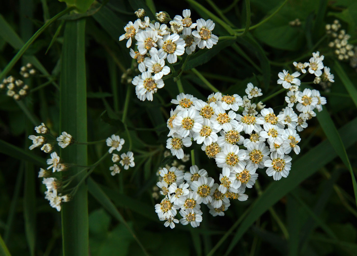 Изображение особи род Achillea.