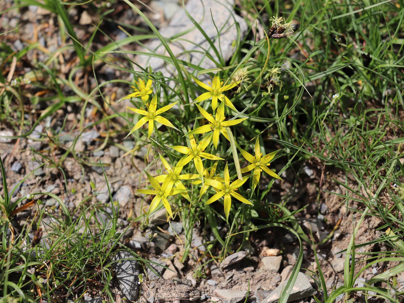 Изображение особи Gagea graminifolia.