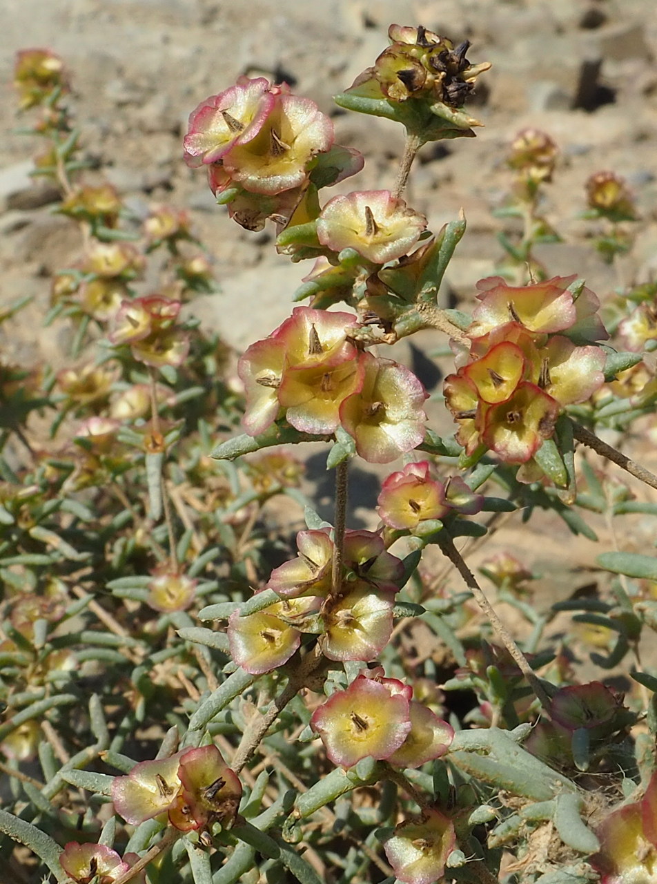 Image of Pyankovia brachiata specimen.