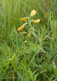 Lathyrus pratensis