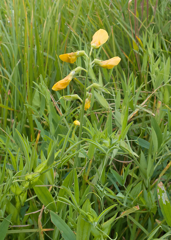 Изображение особи Lathyrus pratensis.