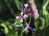 Chorispora tenella